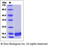 Sino Biological Recombinant Mouse IL-7 Protein, Quantity: Each of 1