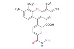 eMolecules​ BP Fluor 488 Hydrazide | | | 25mg, Quantity: Each of 1