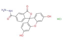 eMolecules​&nbsp;FAM hydrazide, 5-isomer | 2183440-64-2 |  | 50mg