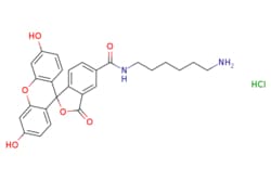 eMolecules​ FAM amine, 5-isomer | 2183440-41-5 | | 50mg, Quantity: Each