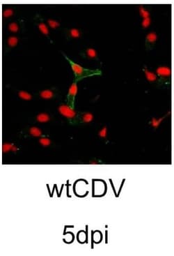Abcam&nbsp;Propidium Iodide