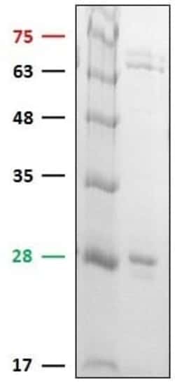 Abcam Recombinant human Caspase-1 protein (Active), Quantity: Each of 1