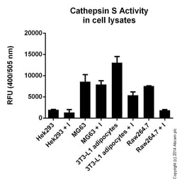 Abcam Cathepsin S Activity Assay Kit (Fluorometric), Quantity: Each of