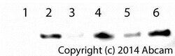 Abcam Cytochrome c Release Assay Kit, Quantity: Each of 1
