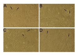 Abcam&nbsp;Senescence Detection Kit