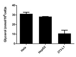 Abcam&nbsp;Adipogenesis Detection Assay Kit (Colorimetric/Fluorometric)