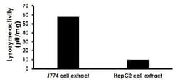 Abcam Lysozyme Activity Assay Kit (Fluorometric), Quantity: Each of 1