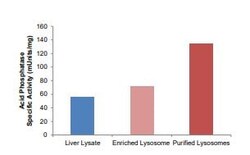 Abcam Lysosome Isolation Kit, Quantity: Each of 1