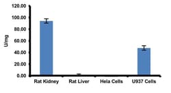 Abcam Collagen Degradation/Zymography Assay Kit (Fluorometric), Quantity: