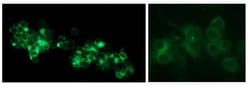 Abcam O-GalNAc Modified Glycoprotein Assay Kit (FACS/Microscopy, Green Fluorescence)