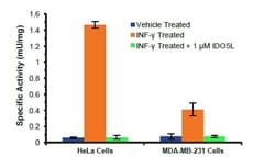 Abcam Indoleamine 2,3-Dioxygenase 1 (IDO1) Activity Assay Kit, Quantity: