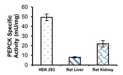Abcam PEPCK Assay Kit (Phosphoenolpyruvate Carboxykinase), Quantity: Each