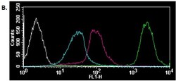 Abcam Protein Synthesis Assay Kit (Green)