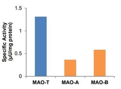 Abcam Monoamine Oxidase (MAO) Assay Kit, Quantity: Each of 1