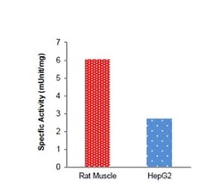Abcam Glycogen Phosphorylase Assay Kit (Colorimetric), Quantity: Each of