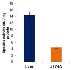 Abcam Transketolase Activity Assay Kit (Fluorometric), Quantity: Each of