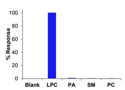 Abcam Lysophosphatidylcholine Assay Kit (Colorimetric/Fluorometric), Quantity: