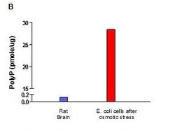 Abcam Inorganic Polyphosphate Assay Kit (Fluorometric), Quantity: Each