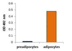 Abcam&nbsp;Lipid Staining Kit