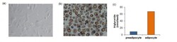 Abcam 3T3-L1 Differentiation Kit, Quantity: Each of 1
