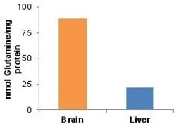 Abcam&nbsp;Glutamine Assay Kit (Colorimetric)