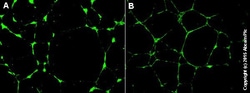 Abcam Angiogenesis Assay Kit (In Vitro), Quantity: Each of 1