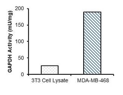 Abcam Glyceraldehyde 3 Phosphate Dehydrogenase Activity Assay Kit (Colorimetric),