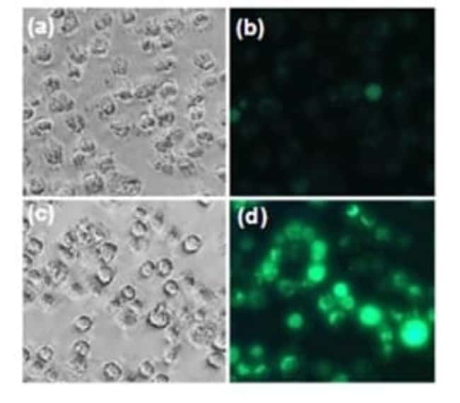 Abcam Intracellular Nitric Oxide Synthase Detection Assay Kit 100test