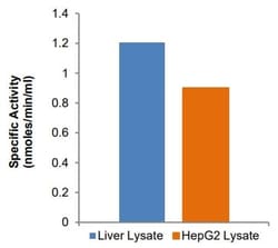 Abcam Cystathionine beta Synthase Assay Kit, Quantity: Each of 1