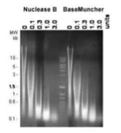 Abcam&nbsp;BaseMuncher Endonuclease (TurboNuclease), 25000UNIT