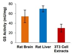 Abcam&nbsp;Glutamine Synthetase Activity Assay Kit (Colorimetric)