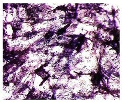 Abcam Alkaline Phosphatase Staining Kit, Quantity: Each of 1