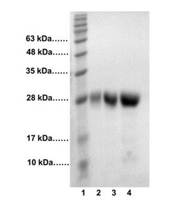Abcam Recombinant human Cathepsin S protein (Active), 50UG, Quantity: Each