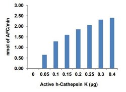 Abcam Recombinant human Cathepsin K protein (Active), Quantity: Each of
