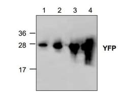 Abcam Rabbit polyclonal to Yellow fluorescent protein, Quantity: Each of