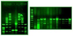 Abcam Safe Image Green DNA Stain, 1ML