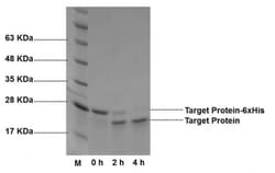 Abcam Thrombin Sepharose Beads, 5ML, Quantity: Each of 1