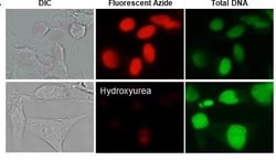 Abcam BrdU DNA Synthesis Monitoring Kit Flow Cytometry