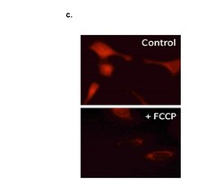 Abcam TMRE Mitochondrial Membrane Potential Assay Kit 200test, Quantity: