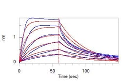 ACROBiosystems Human FGF acidic, Tag Free (AFF-H4116) is expressed from