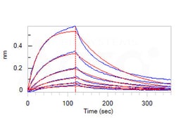 ACROBiosystems Biotinylated Cynomolgus Serum Albumin, His,Avitag (CSA-C82E5) is expressed from human 293 cells (HEK293). It contains AA Asp 25 - Ala 608 (Accession # A2V9Z4-1).