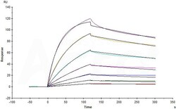 ACROBiosystems Biotinylated Human ITGA5&ITGB1 Heterodimer Protein, His,Avitag&Tag