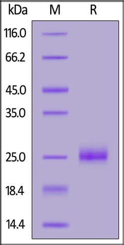 ACROBiosystems Human IL-1 alpha, His Tag (ILA-H5216) is expressed from