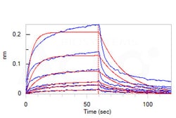 ACROBiosystems Human IFN-alpha / beta R1, His Tag (IF1-H5225) is expressed