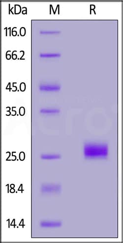 ACROBiosystems Biotinylated Human IL-1 alpha, His,Avitag (ILA-H82E7) is