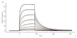 ACROBiosystems Human Fc gamma RIIIA / CD16a (F176, S197P), His Tag (CDA-H52H6)