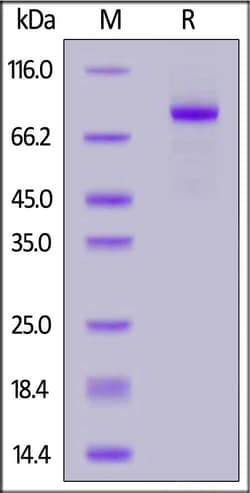 ACROBiosystems Biotinylated Human LRP-5, His,Avitag (LR5-H82E6) is expressed