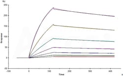 ACROBiosystems Biotinylated Human FOLR2, His,Avitag (FO2-H82E8) is expressed
