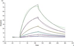 ACROBiosystems Human Thrombopoietin R, His Tag (THR-H52H7) is expressed