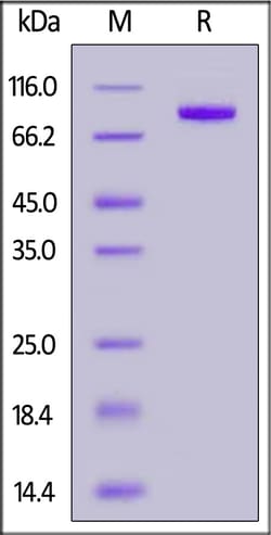 ACROBiosystems Human Sortilin / SORT1, His Tag (SON-H52H5) is expressed